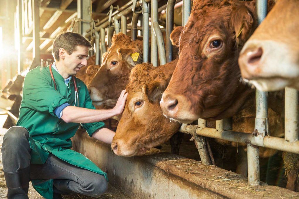 A atuação do médico-veterinário na segurança dos alimentos