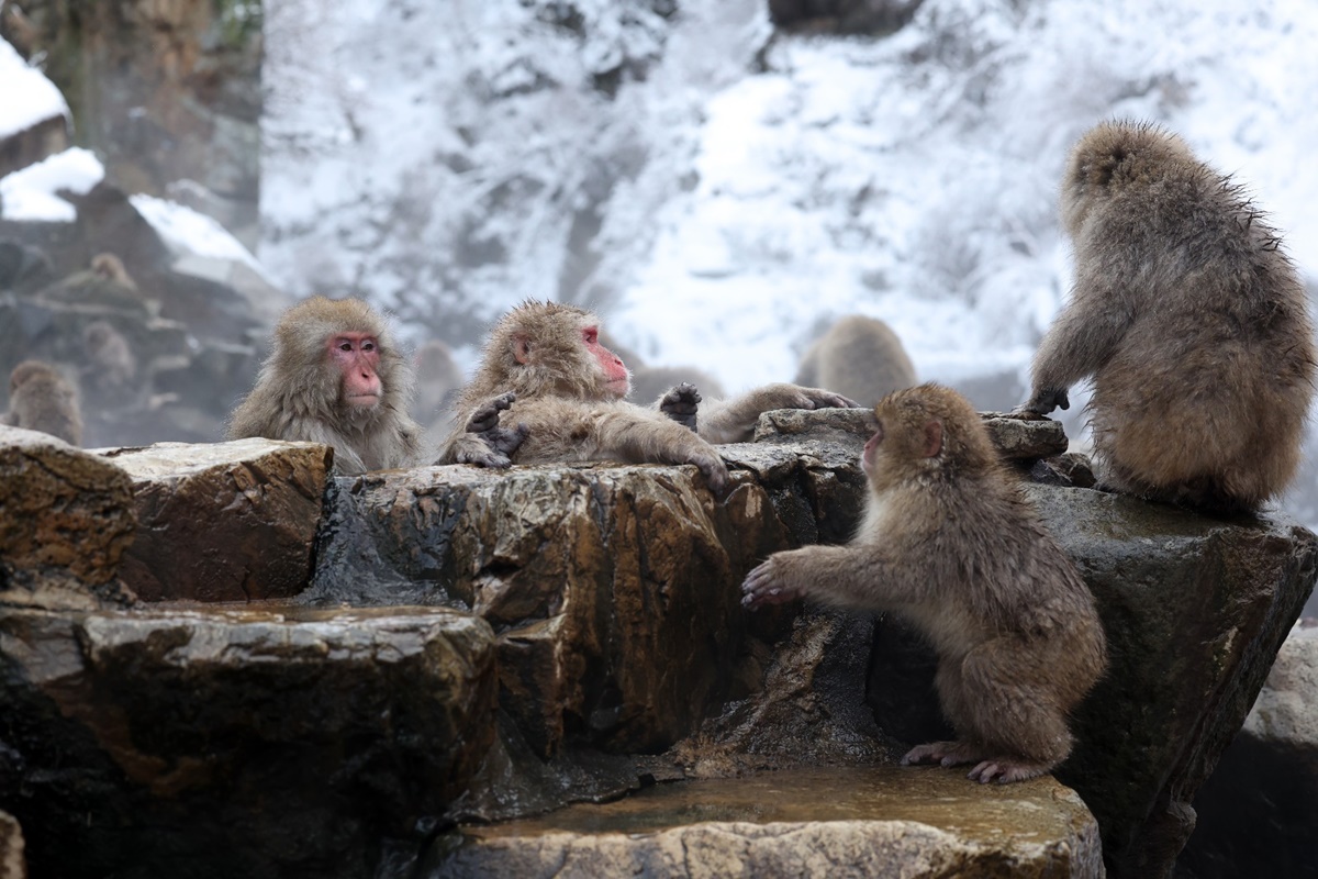 Macacos usam águas termais para enfrentar inverno rigoroso no Japão