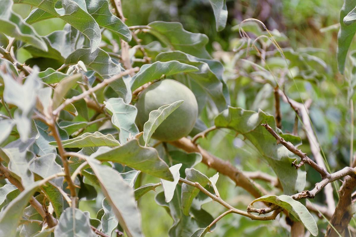 Estudo mostra potencial de fruta do Cerrado contra o câncer de bexiga