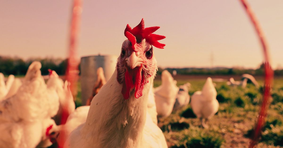 Governo revoga decreto de emergência em saúde animal no RS