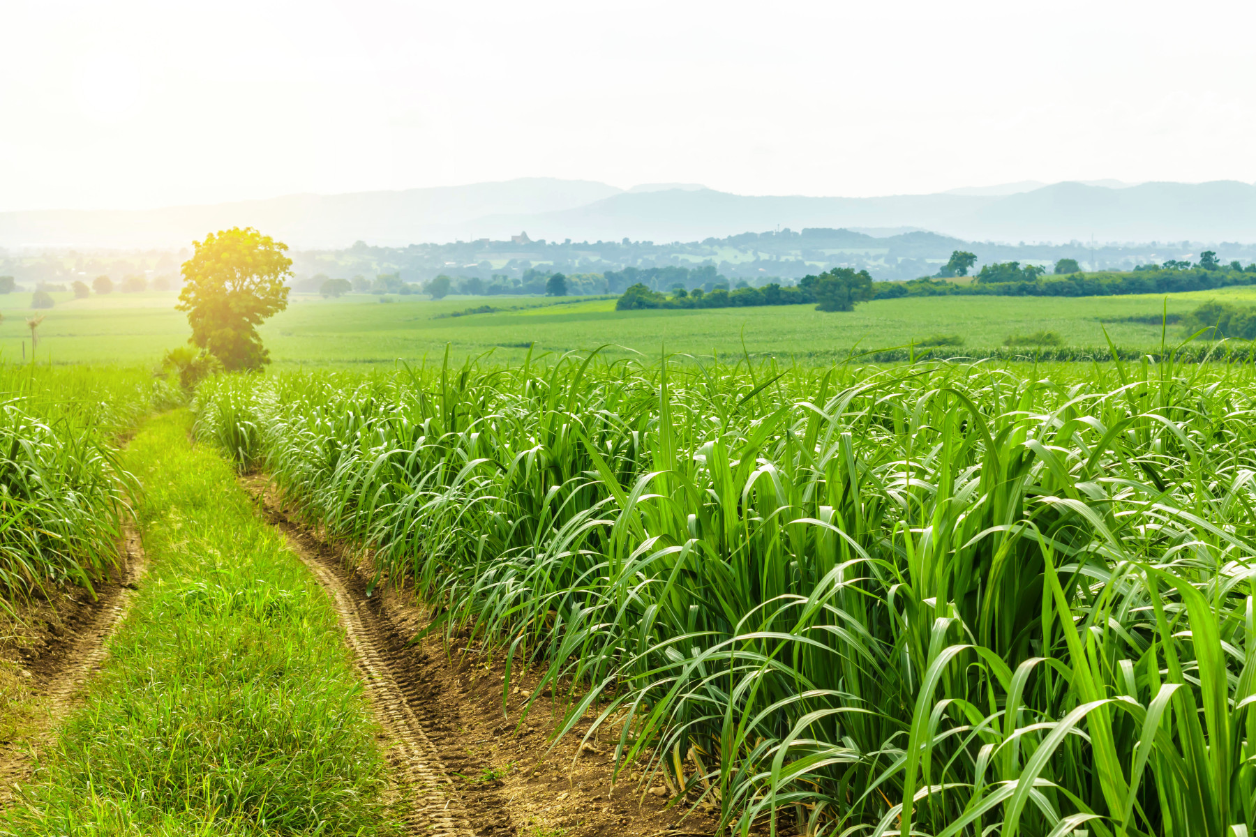 Safra de cana-de-açúcar 2025/26: produtores adotam tecnologias para enfrentar perdas climáticas e elevar qualidade da matéria-prima