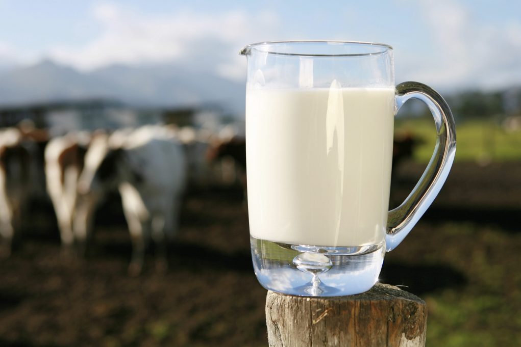 Anuário Leite 2025, da Embrapa, mostra crescimento da produção no Brasil e intensa preocupação com a sustentabilidade 