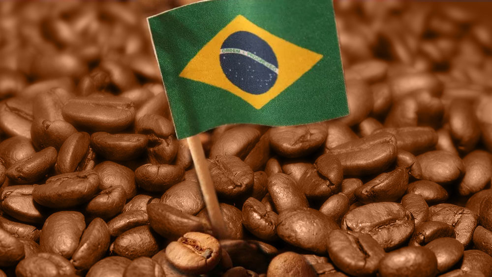 Plano Safra e Funcafé: momento de atenção e estratégia para o cafeicultor brasileiro