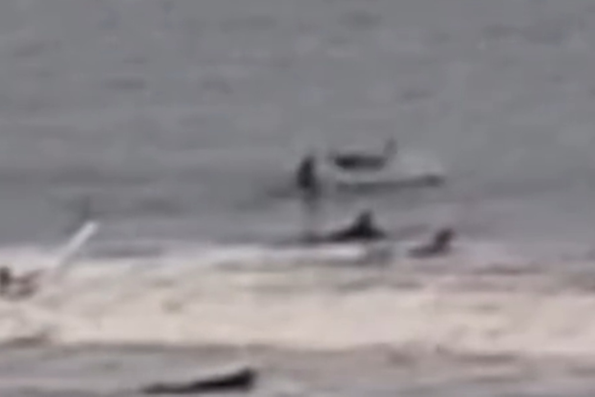 Vídeo: surfista é derrubado de prancha por tubarão nos Estados Unidos
