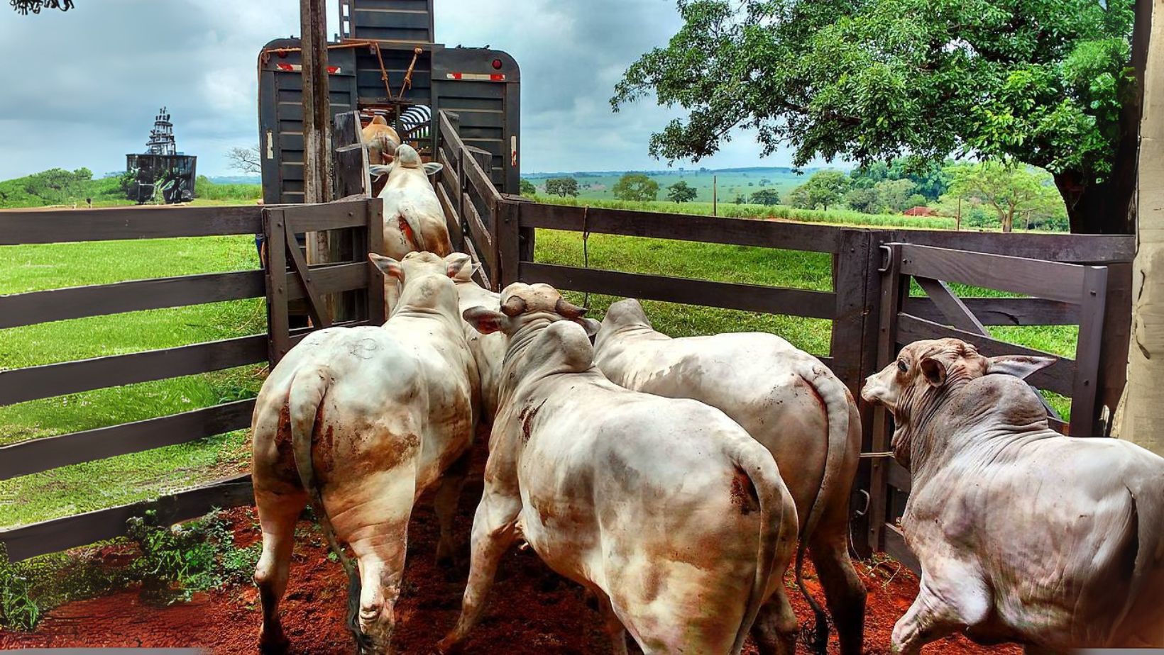 Novas regras devem encarecer transporte de animais; veja o que muda