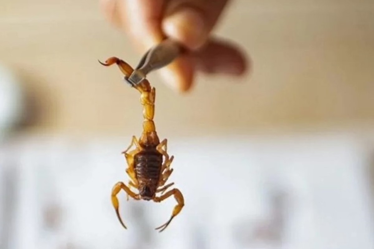 Casos crescentes de picada de escorpião preocupam. Saiba como agir