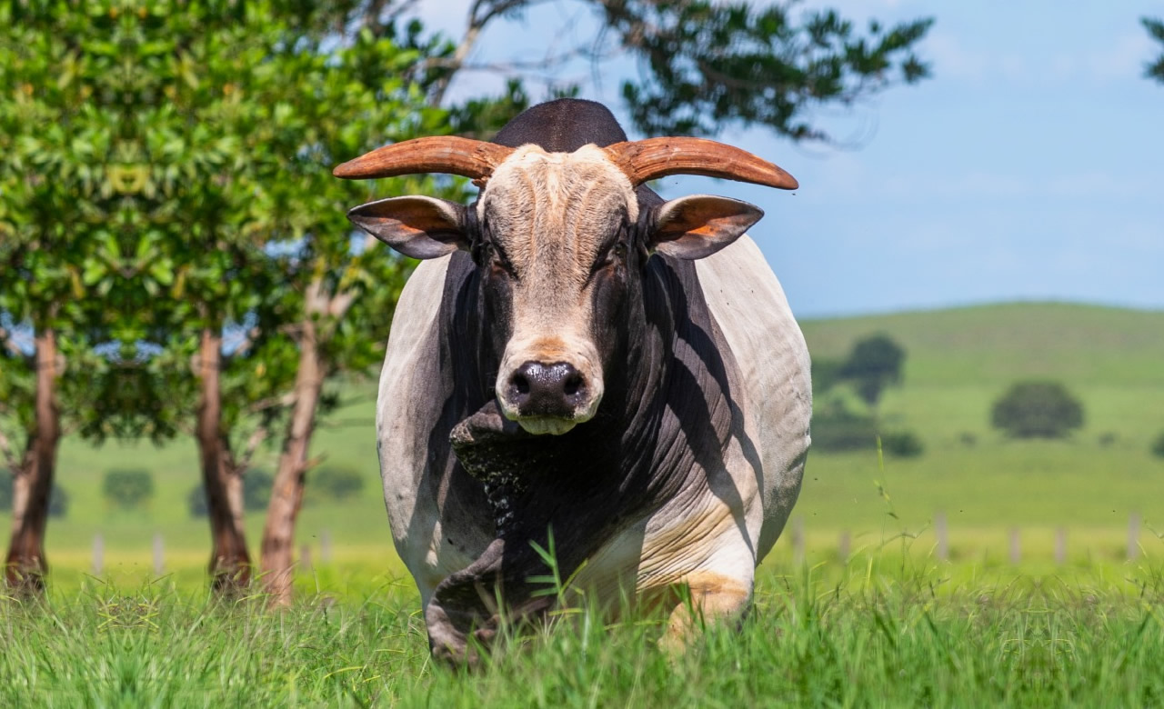 Trilhão da carne: Pecuária movimentou cerca de R$ 1 tri em 2024