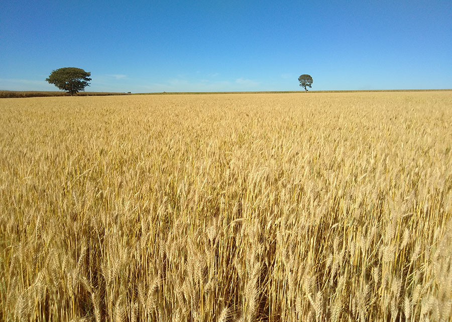 Emater: plantio de trigo no RS atinge 50% da área, mas umidade ainda atrapalha