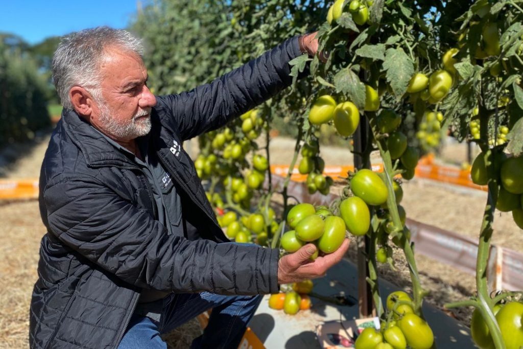 Como Aliomar se tornou um gigante na produção de tomates e referência na Basf