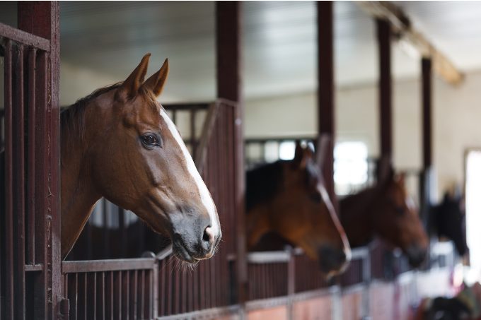 Como evitar doenças em cavalos que vivem na baia