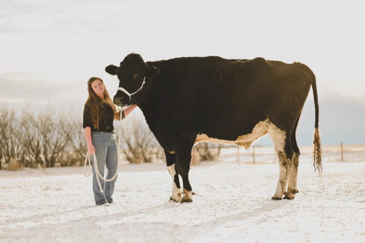 Conheça Beef, o maior boi do mundo com quase 2 metros de altura que é da raça Chianina
