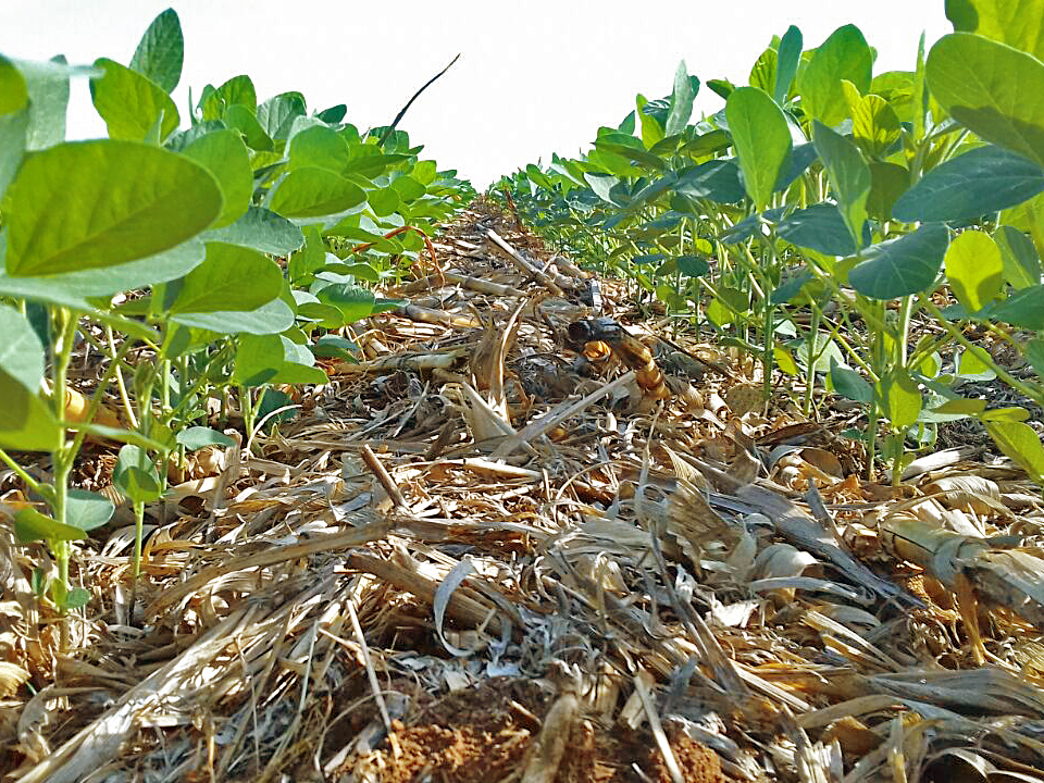 Maranhão: milho e soja representam 90% da agricultura estadual e expectativa é positiva para as próximas safras