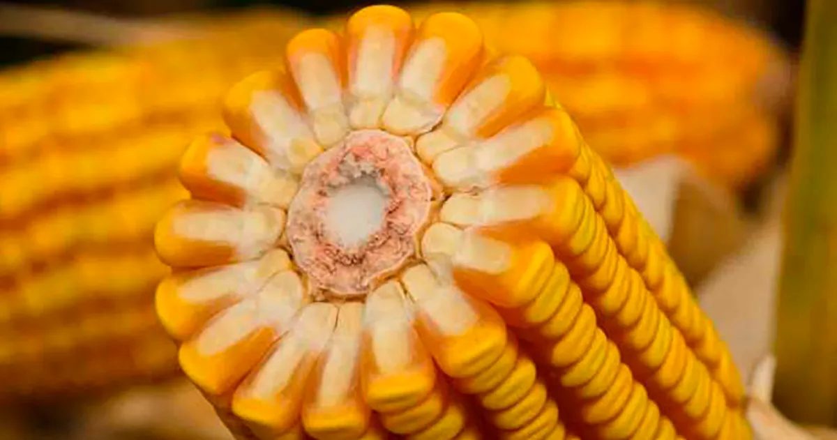 Exportadores relatam vendas de 136 mil toneladas de milho para o México, diz USDA