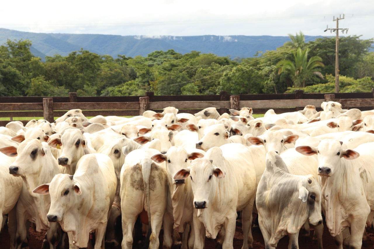 Reposição em Mato Grosso com poucos negócios