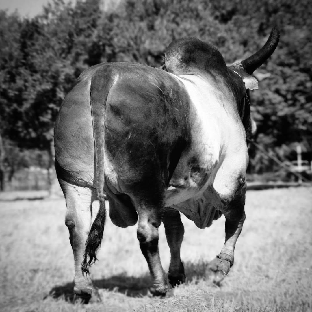 Morre o recordista e maior nome do Guzerá com foco na produção de carne
