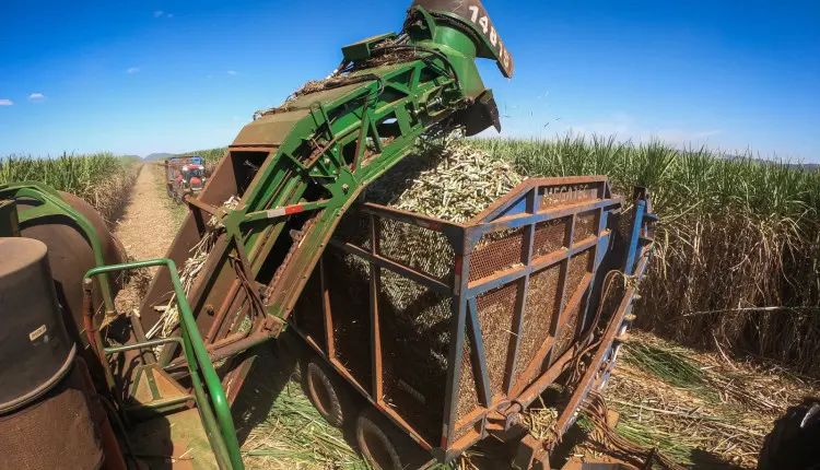 Produtividade do agro paulista cresceu quase 70% em 50 anos