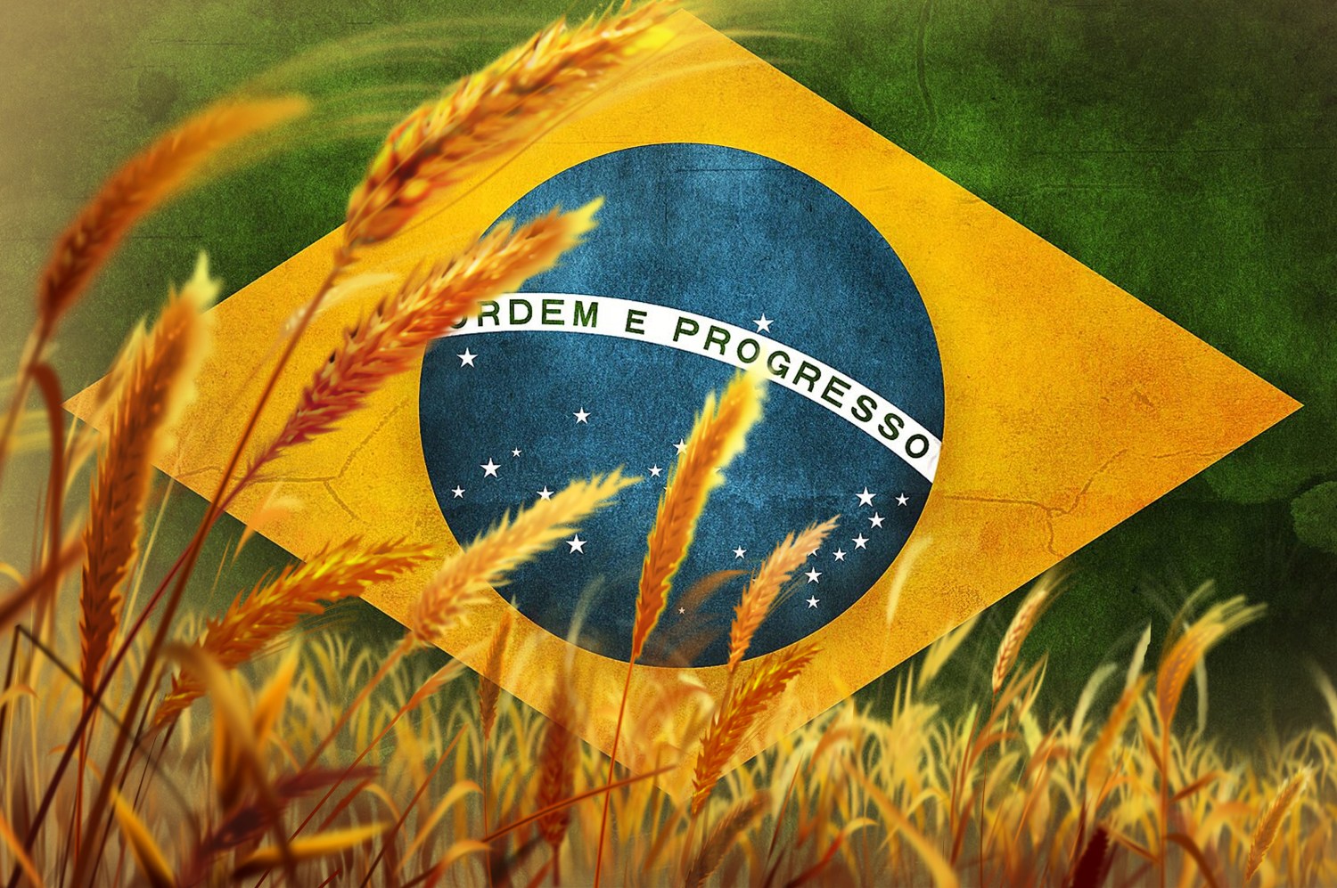 Produção de trigo deve diminuir no Brasil, mas preço segue em queda