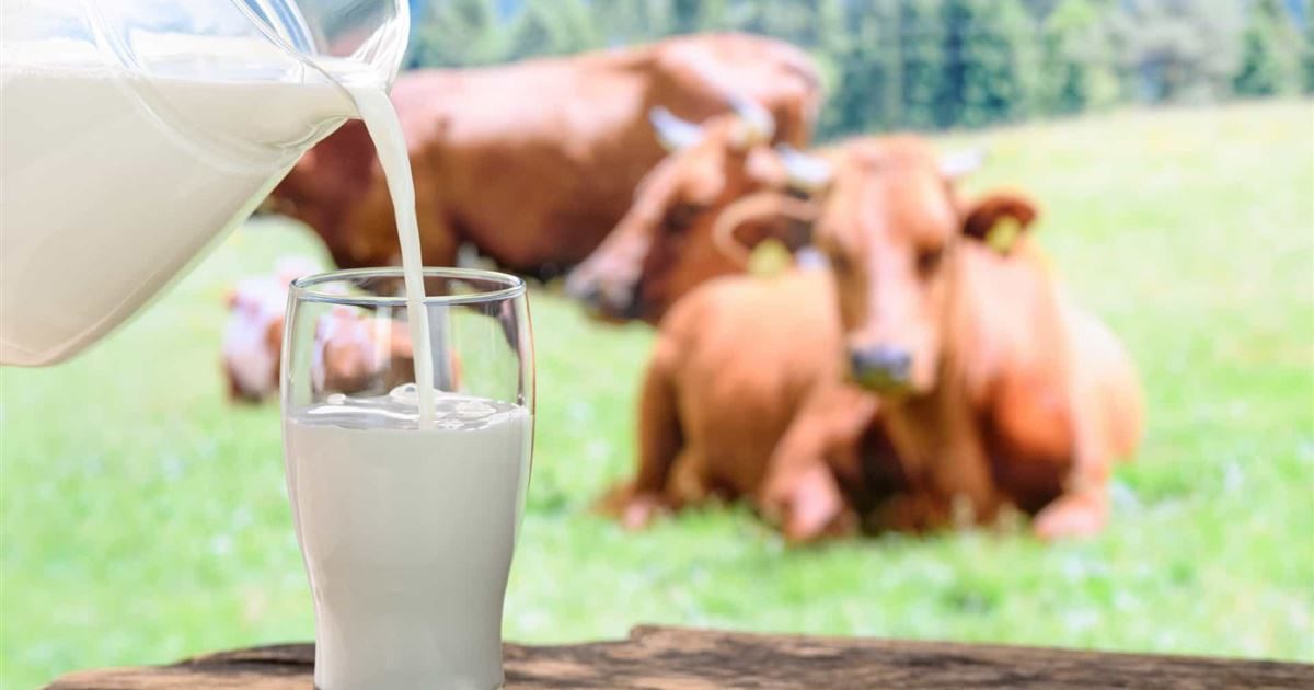 Leite de vaca: O alimento que a ciência continua recomendando
