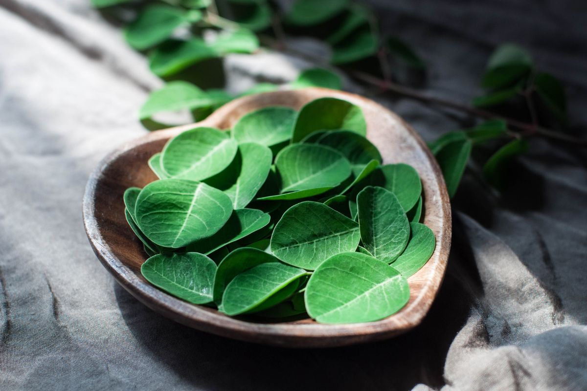 Pancs: confira 3 opções para cultivar em casa e incluir na dieta