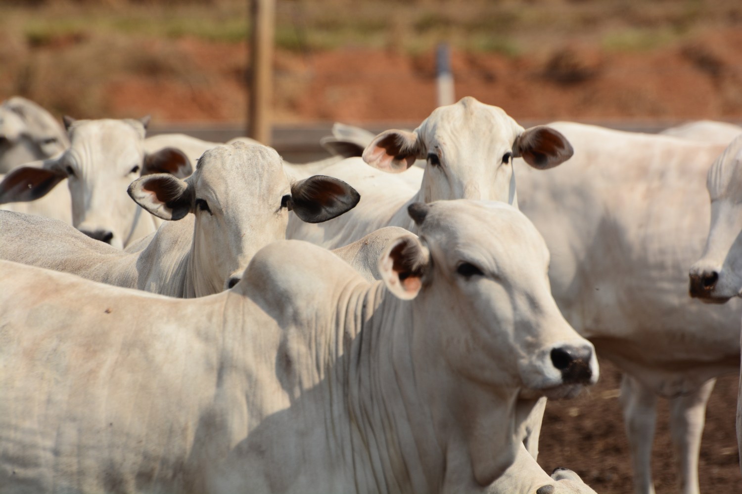Funrural e Senar: arrecadação supera R$713 milhões com a venda de boi gordo no primeiro trimestre