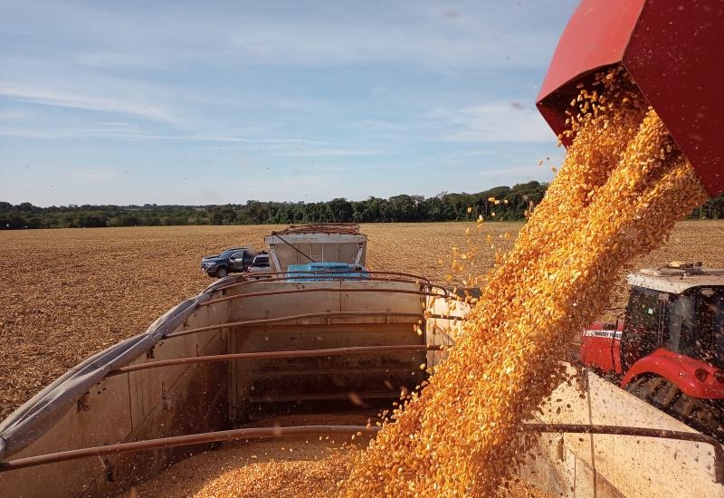 Colheita de milho safrinha atinge 40% no Paraná, afirma Deral
