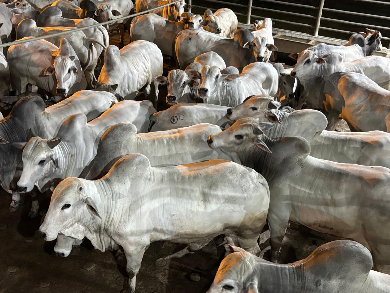 Mais de 1.200 bovinos avaliados em uma das etapas mais marcantes do Circuito Nelore de Qualidade