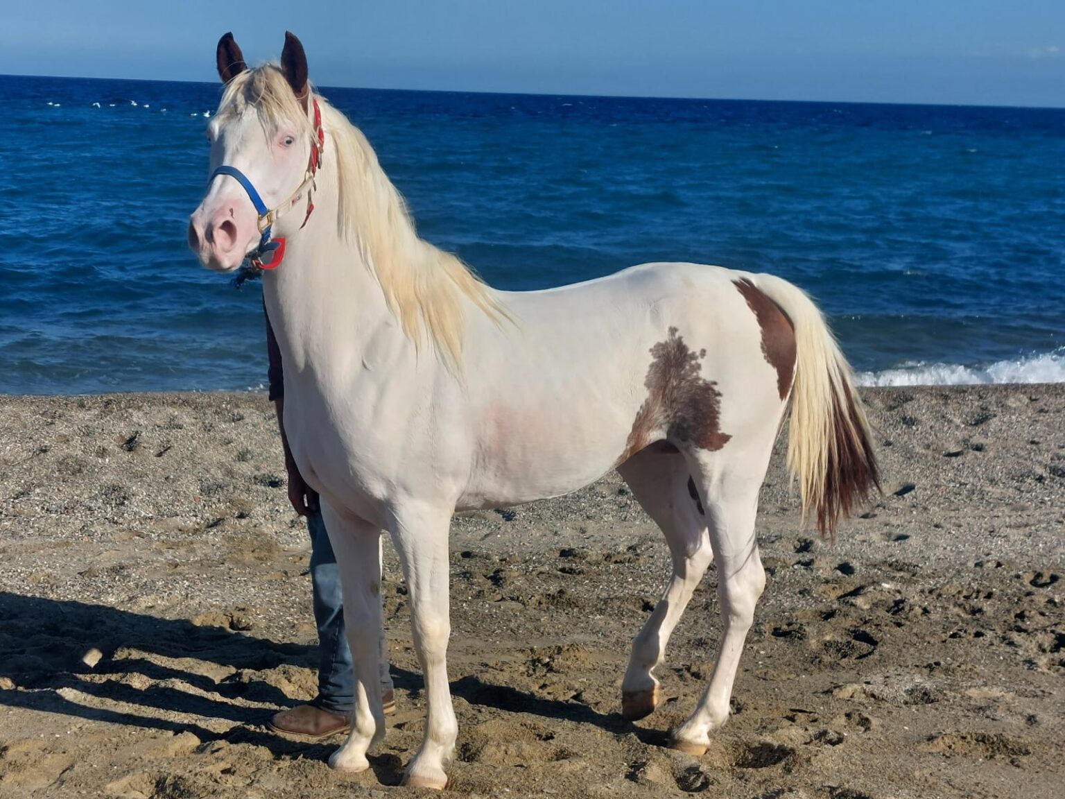 Conheça o cavalo Quarab, que une força, beleza e resistência em um só animal