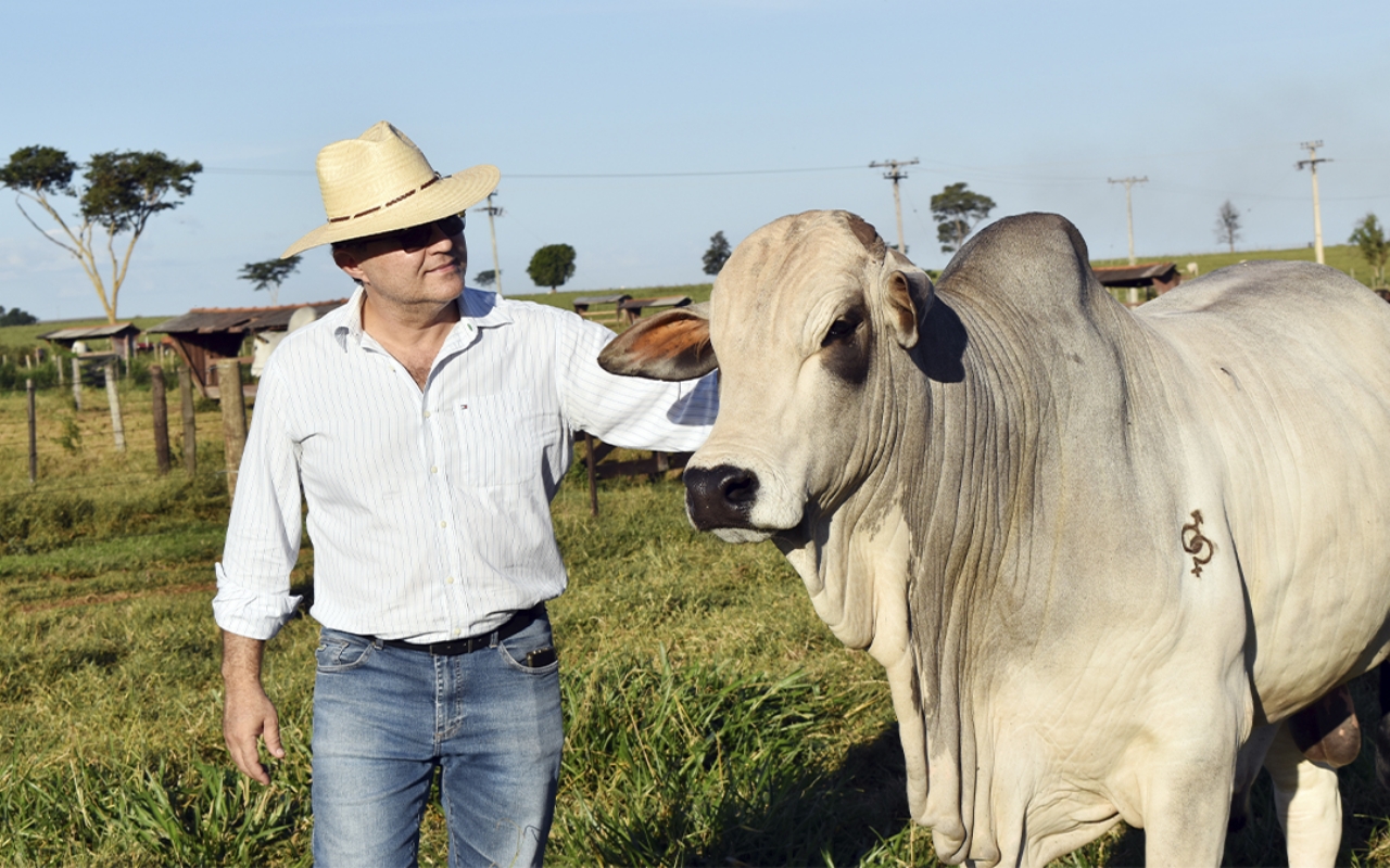 Leilão Nelore Aymoré traz touros de genética forte ao mercado brasileiro