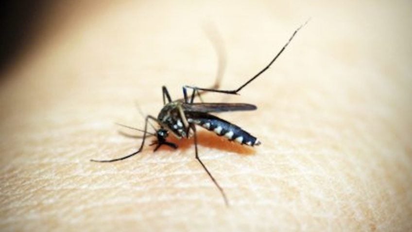 Casos de dengue no Brasil caem 78,8% em relação a 2024