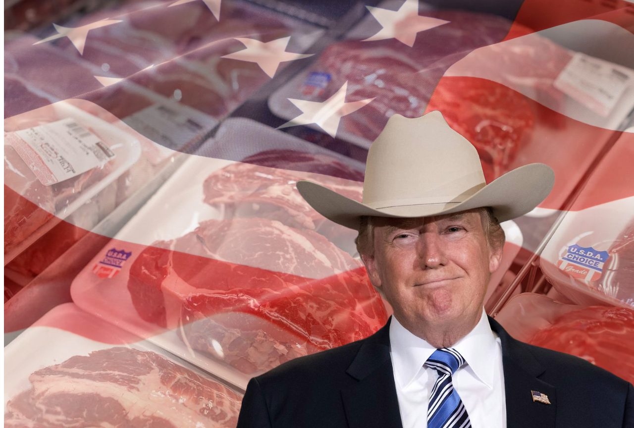 Frigoríficos suspendem abate de bovinos pós tarifa de 50% imposta por Trump; entenda