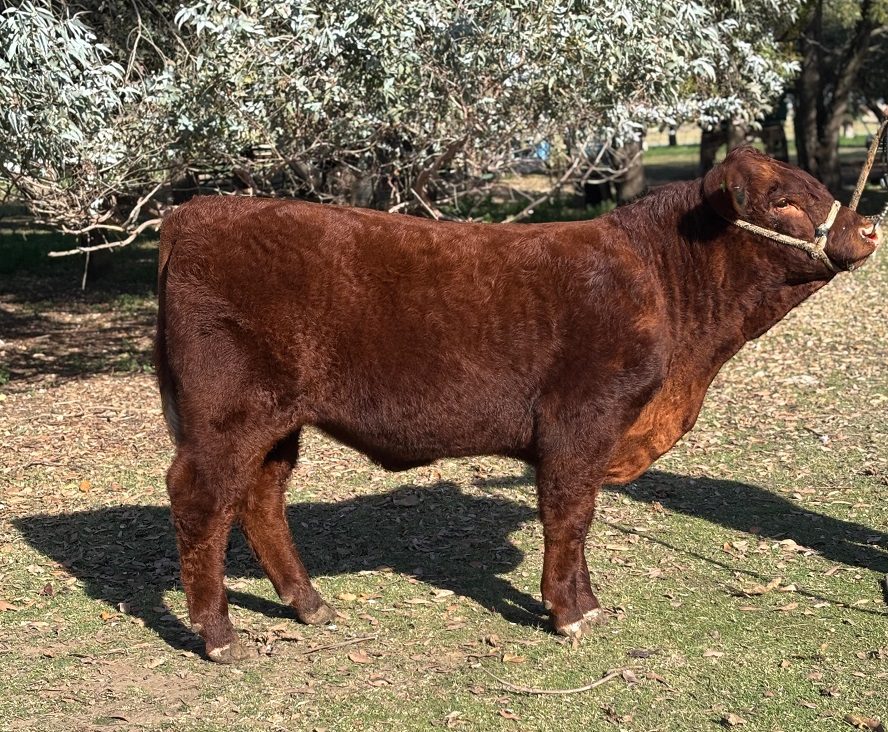 Raça Devon estreia na maior feira agropecuária da Argentina