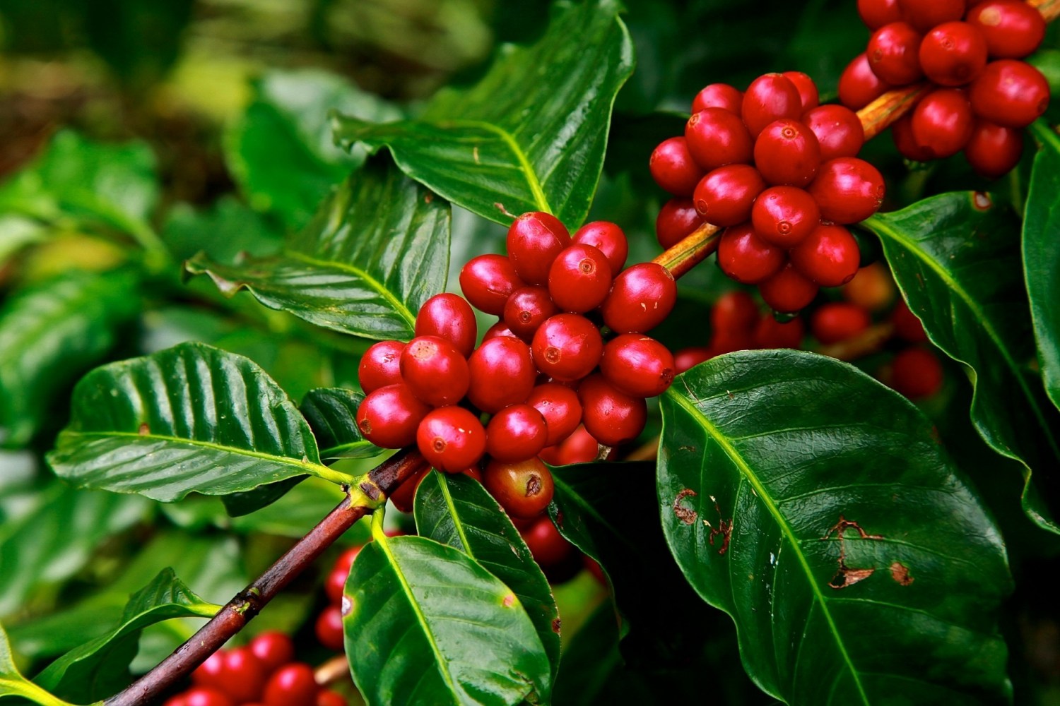 Anuncia de tarifas acentuam volatilidade no mercado de café