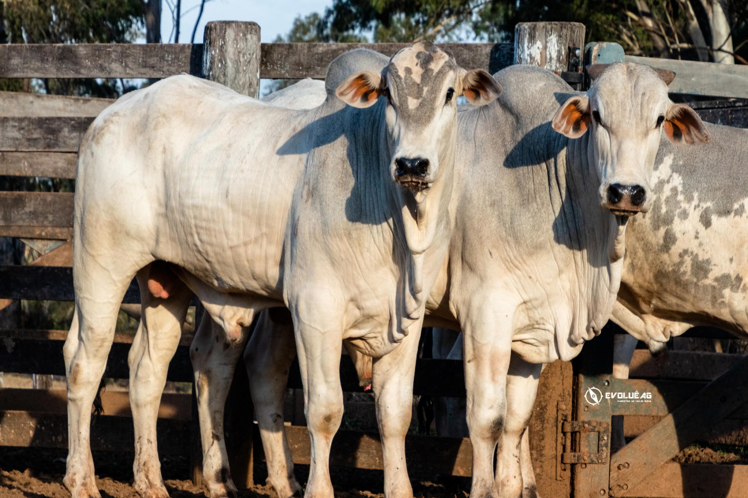 Frigoríficos paranaenses poderão exportar carne bovina e carne suína para o Chile