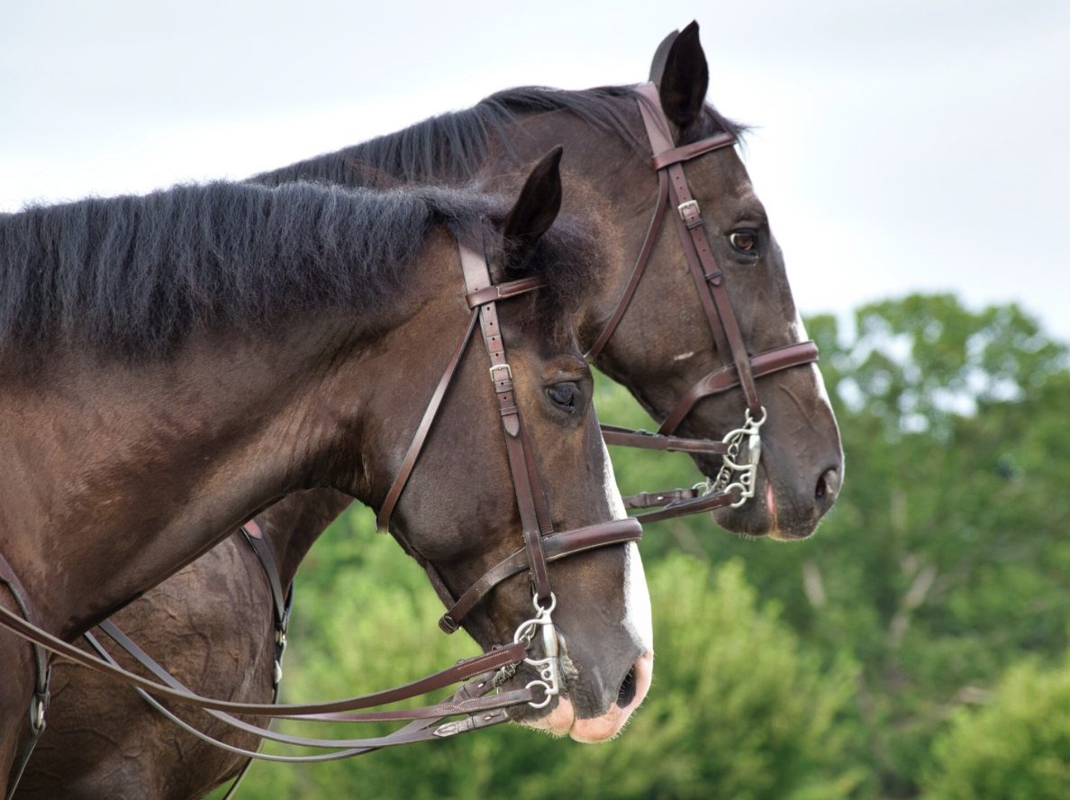 Tragédia nos haras: mortes de cavalos por ração contaminada acendem alerta sobre segurança alimentar animal