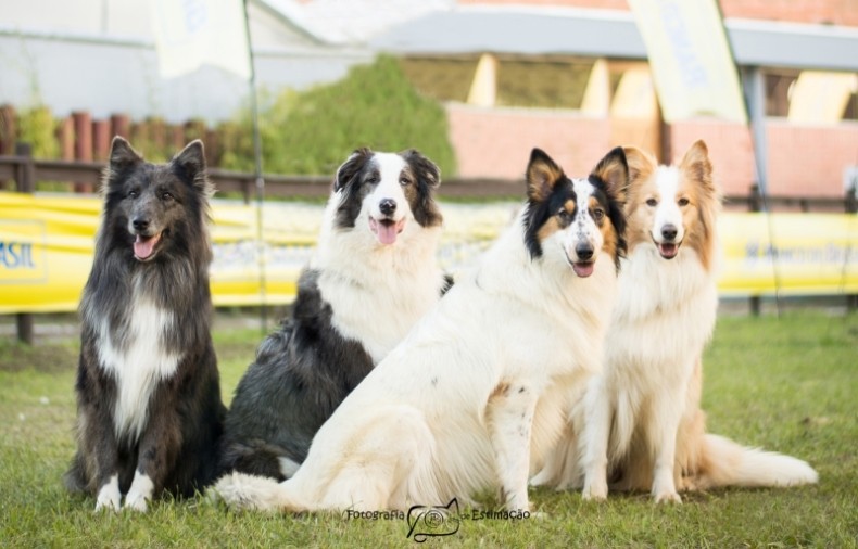 Fotobiomodulação, a nova aliada da dermatologia veterinária