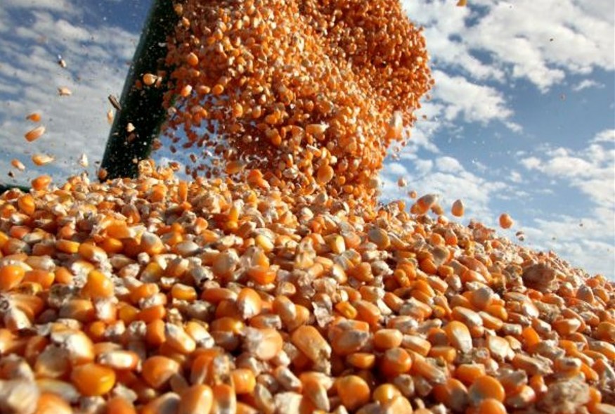 EUA vendem 97,6 toneladas de milho da safra 2024/25 na semana, revela USDA