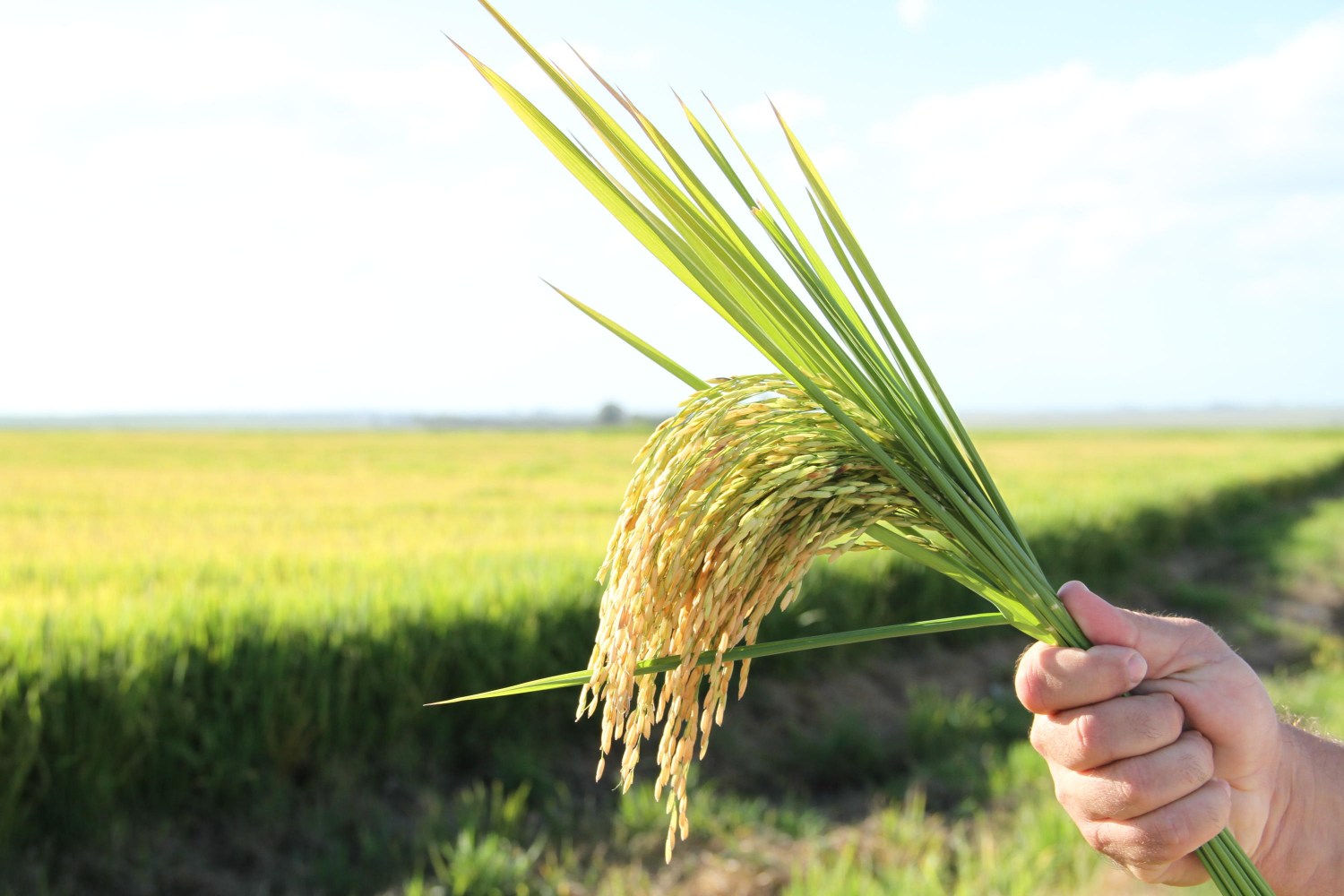 Brasil exporta 389,2 mil toneladas de arroz beneficiado no primeiro semestre de 2025