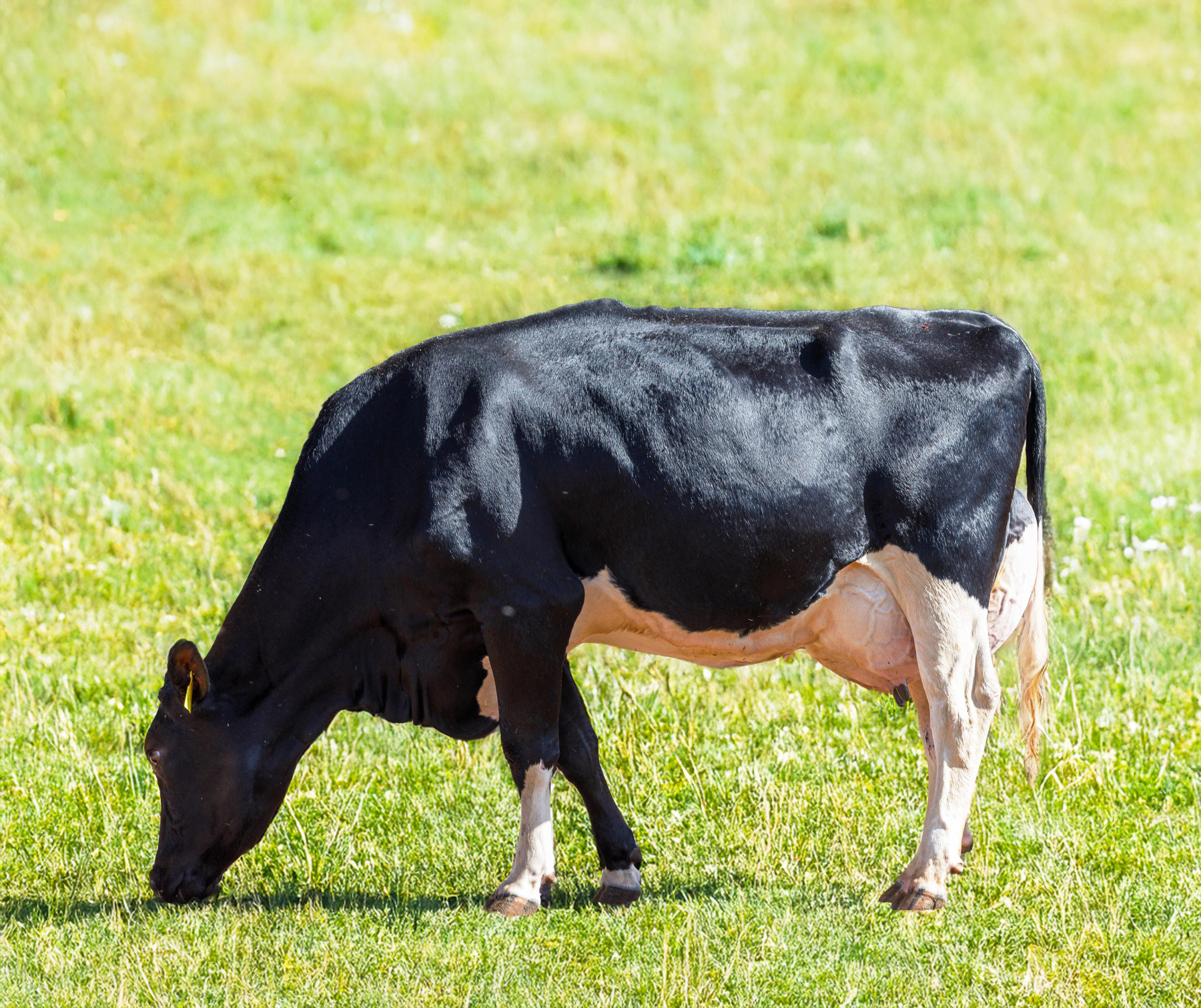Nutrição de precisão impulsiona fazendas leiteiras rumo à alta performance, aponta Vaccinar