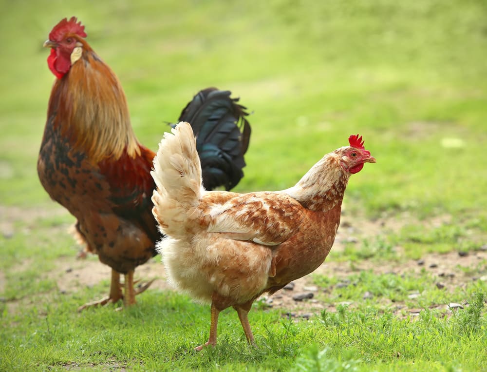Reversão sexual em aves: a galinha que chocou a família e a ciência