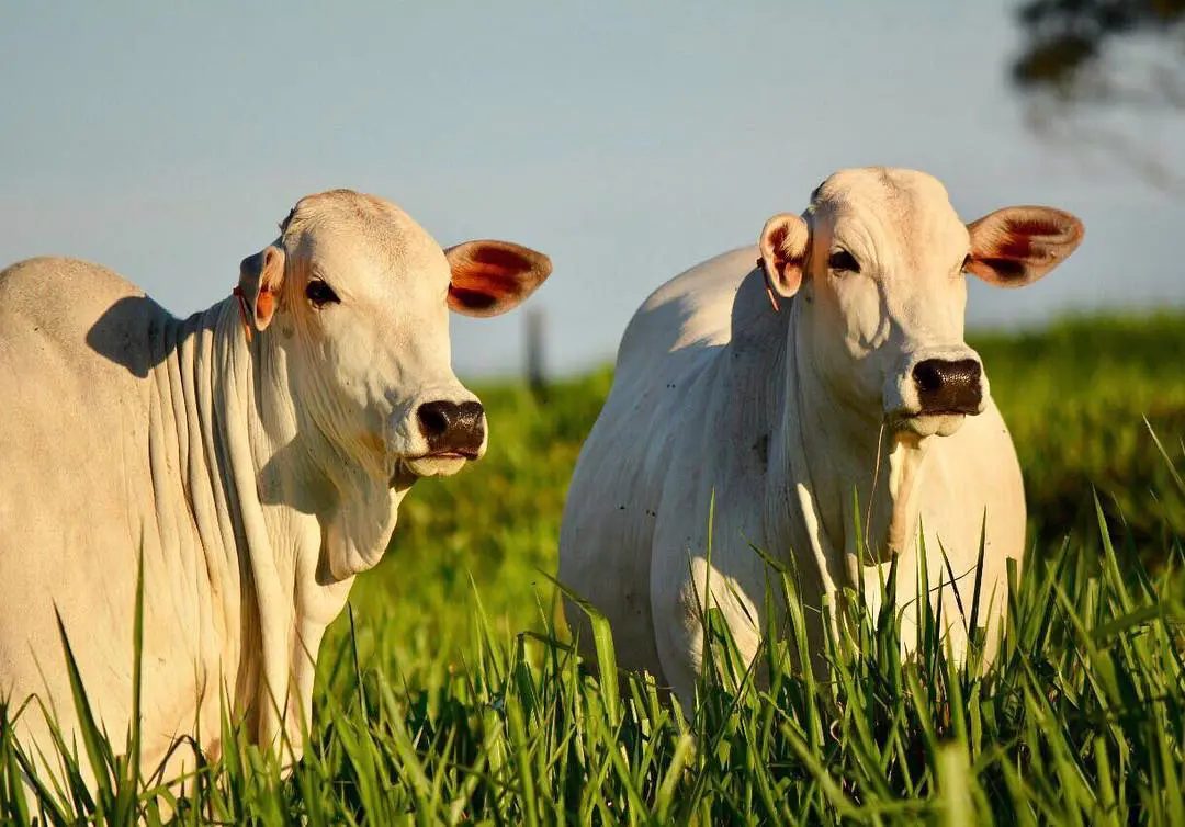 Pecuarista engorda boiada com ganho de 2 kg/dia e ensina a técnica; veja