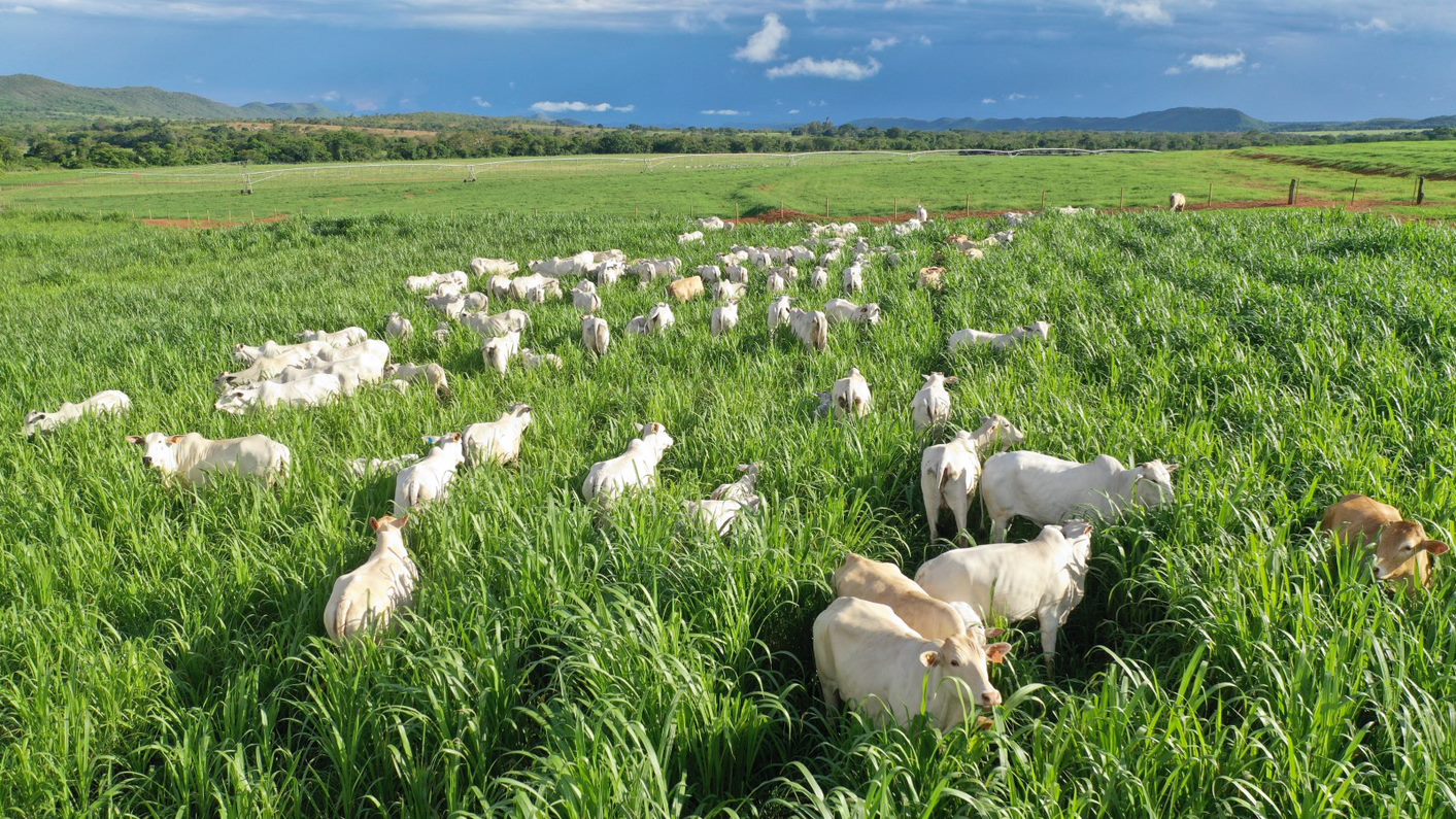 TIP: Terminação Intensiva a Pasto é viável para pequenas propriedades?
