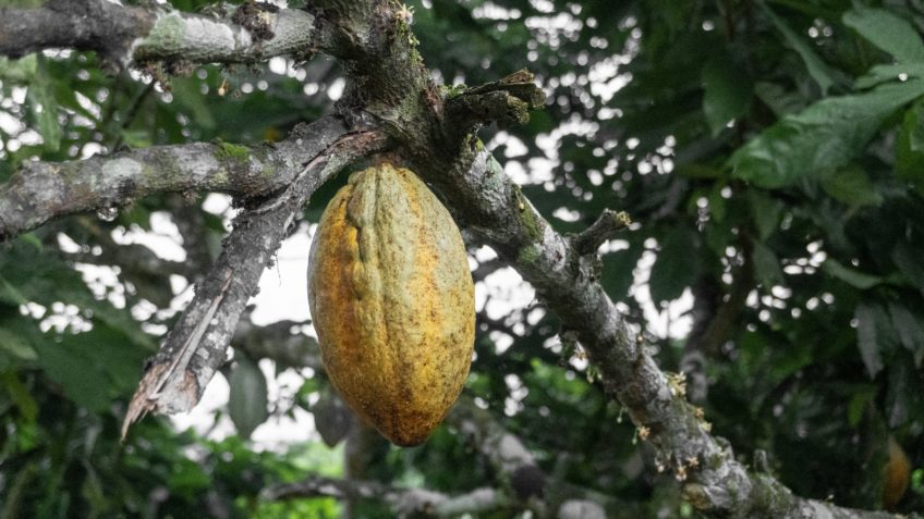 Mudanças climáticas elevam preços de alimentos pelo mundo, diz estudo