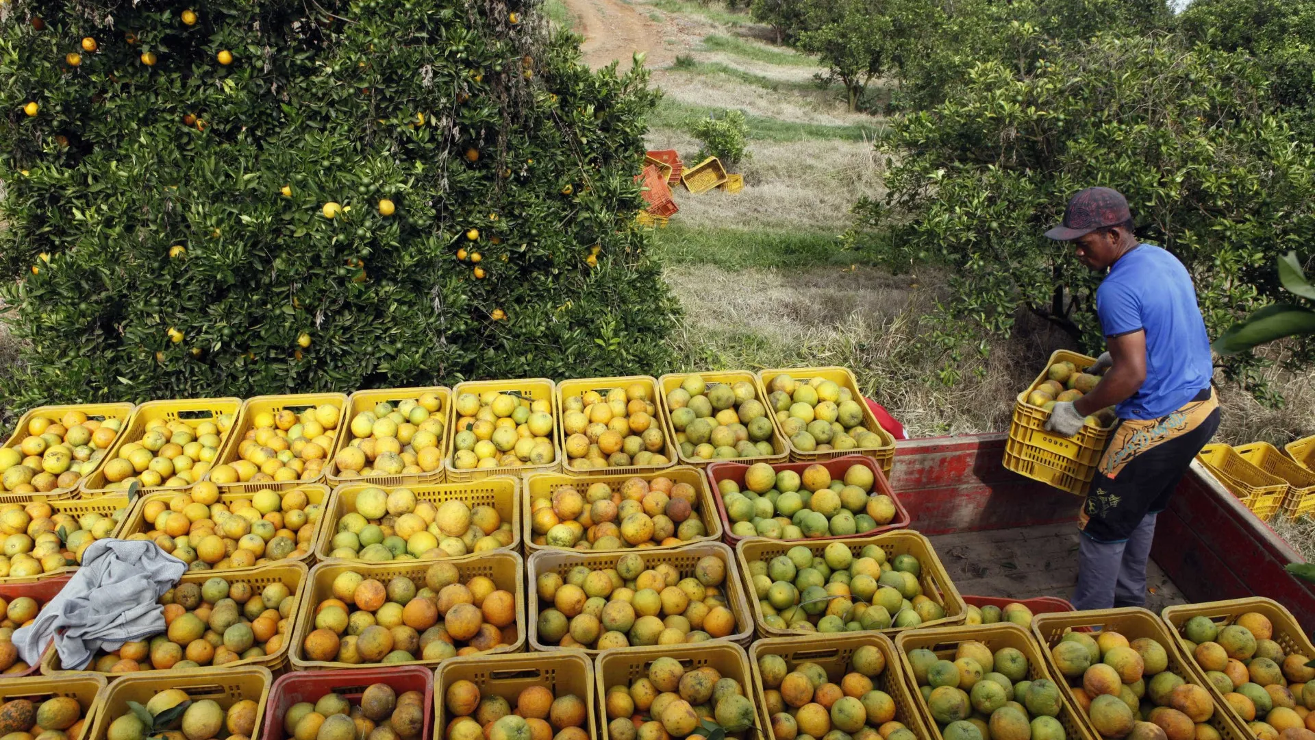 Distribuidora americana de suco de laranja contesta na Justiça tarifas de Trump ao Brasil