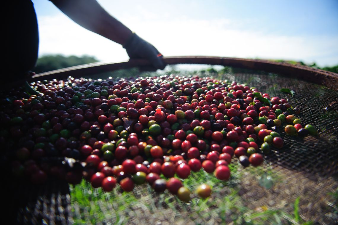 Colheita de café alcança 59% na área da Cooxupé