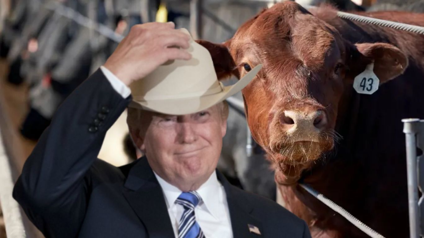 Pecuaristas dos EUA querem banir a carne brasileira e aplaudem tarifa de Trump