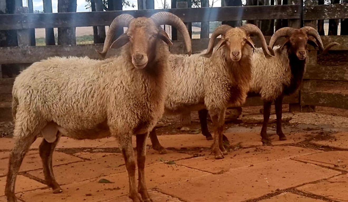 Conheça o Karakul, uma raça ovina milenar que vem revolucionando o setor no Brasil