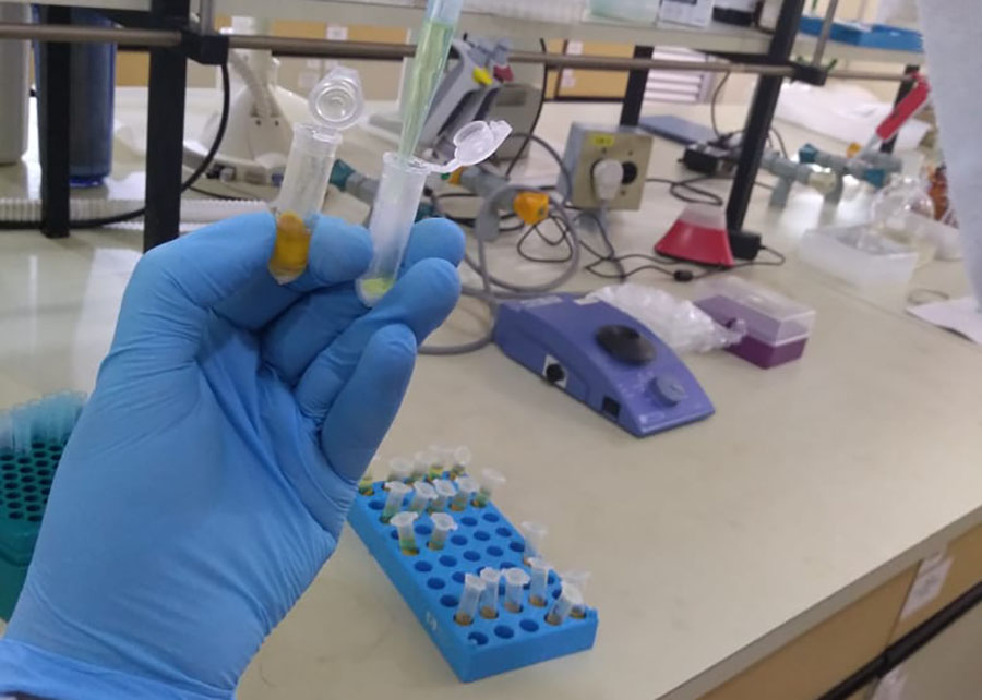 Novo método detecta resíduos de pesticidas no pólen de laranjeira com precisão e menor custo