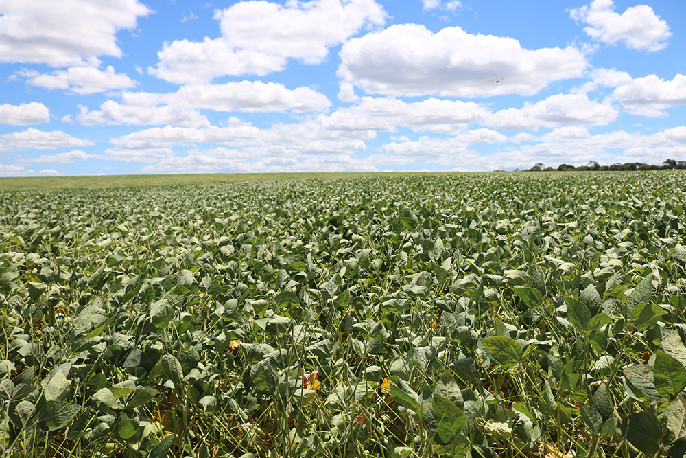 Bioproduto com bactéria da Caatinga protege plantas contra seca e aumenta produtividade