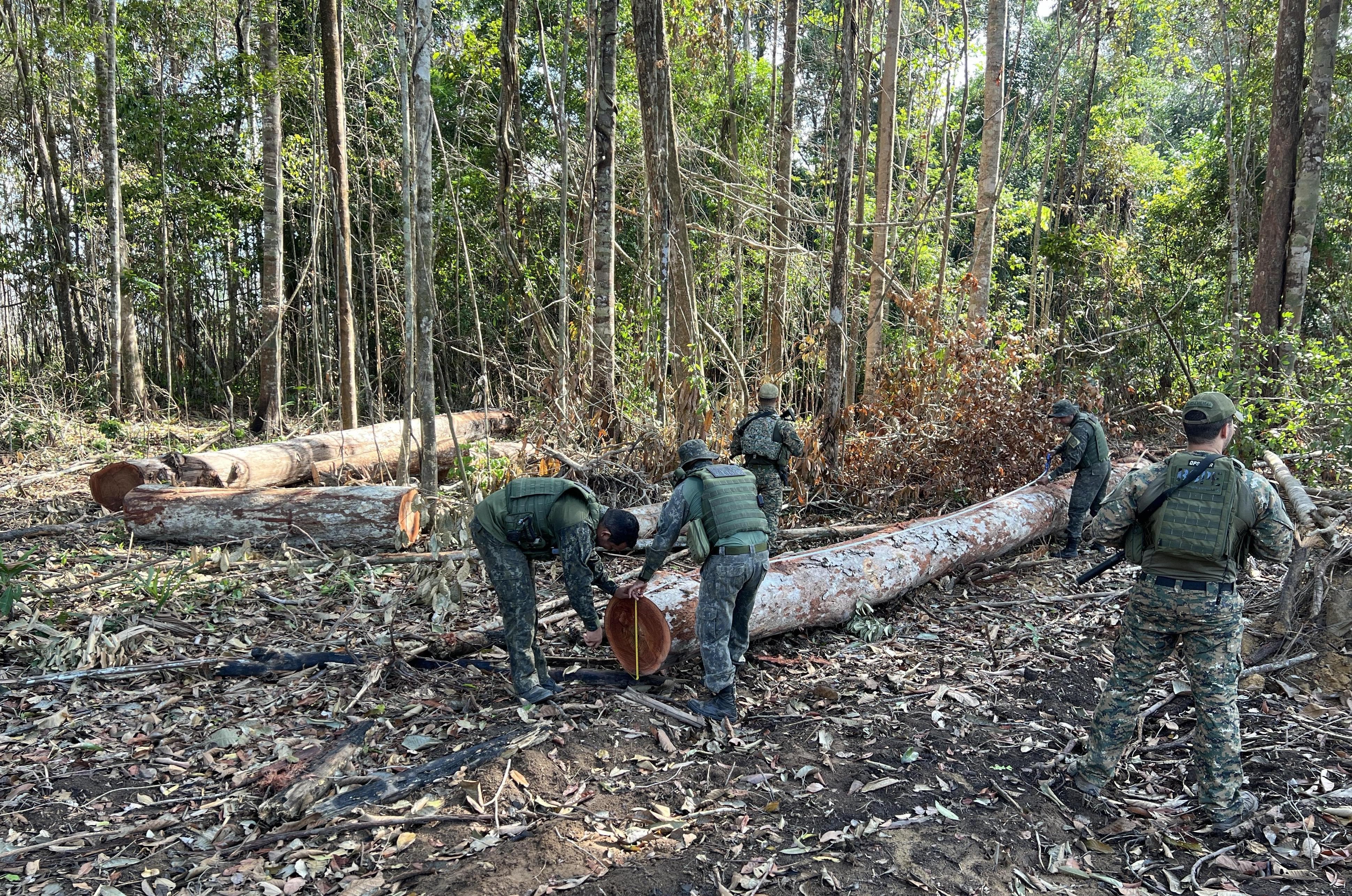 Polícia Militar fecha área de extração ilegal de madeira em região da floresta amazônica