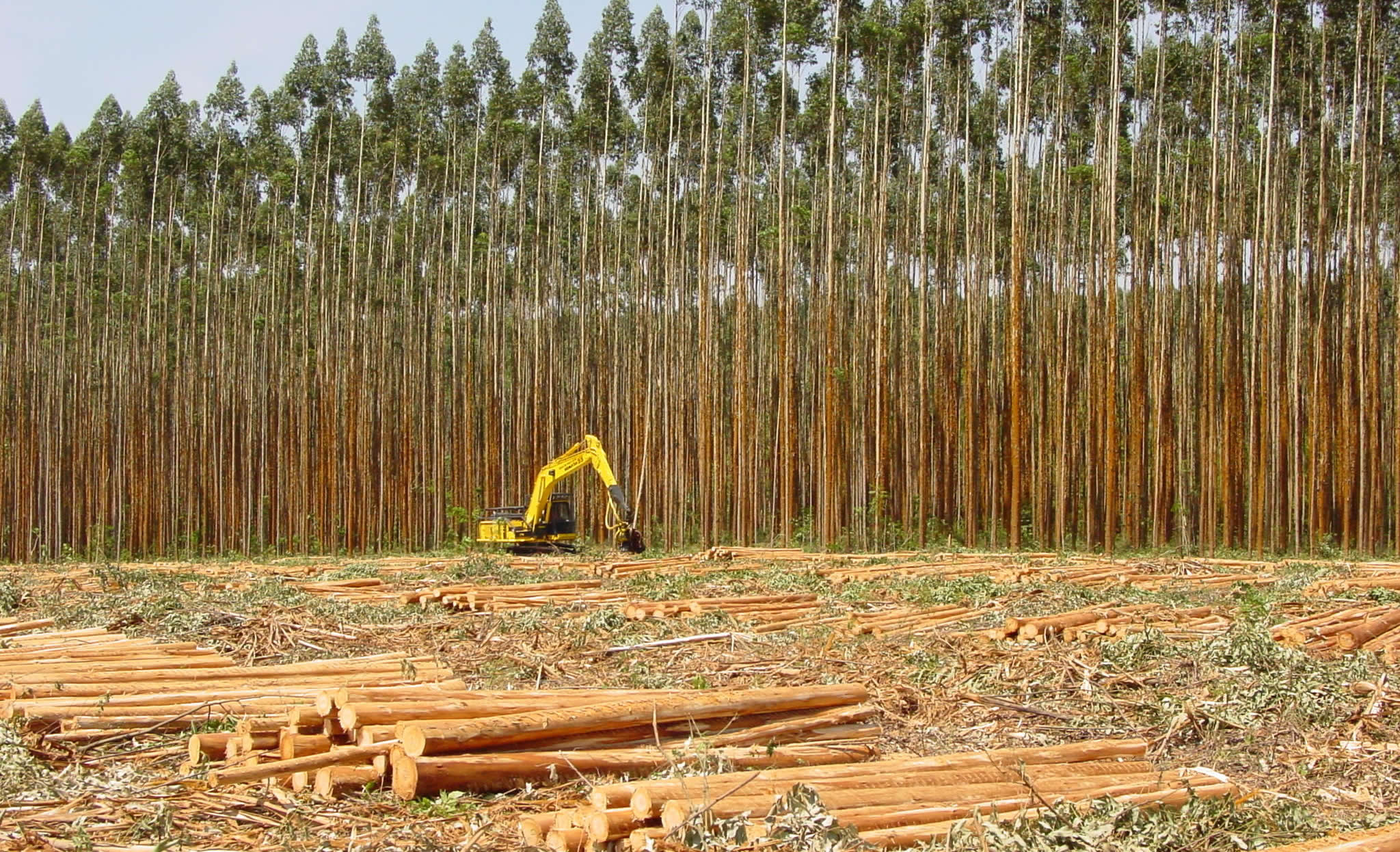 SisEucalipto gera R$ 501 milhões em benefícios econômicos e otimiza manejo florestal
